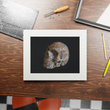 Whale Bone Skull  -  Fine Art Print and Passepartout Paper Frame