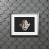 Agate Jaguar Skull  -  Fine Art Print and Passepartout Paper Frame