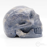 Blue Coral Skull (BCo01)