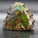 Ammolite Human Skull