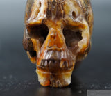 Ammonite Human Skull (Amn07)