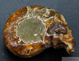 Ammonite Human Skull (Amn07)