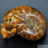 Ammonite Human Skull (Amn08)