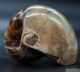 Ammonite Star Being (Amn12)