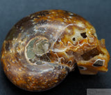 Ammonite Human Skull (Amn08)