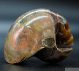 Ammonite Star Being (Amn12)