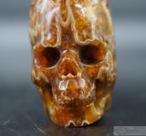 Ammonite Human Skull (Amn06)