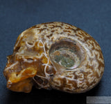 Ammonite Human Skull (Amn06)