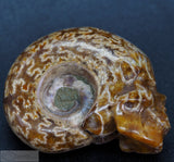 Ammonite Human Skull (Amn06)