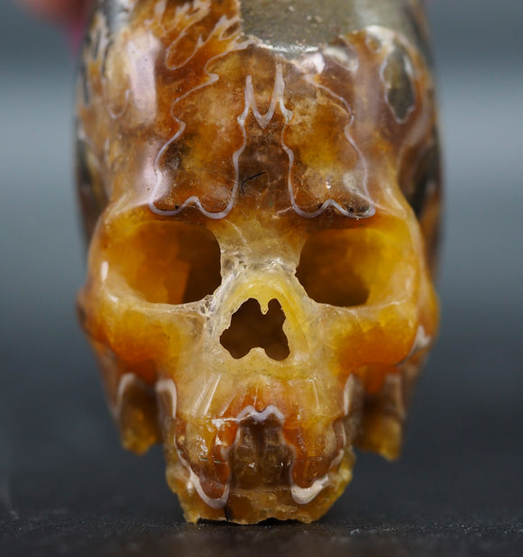 Ammonite Human Skull (Amn05)