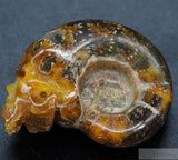 Ammonite Human Skull (Amn05)