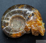 Ammonite Human Skull (Amn05)