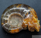 Ammonite Human Skull (Amn05)