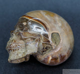 Ammonite Human Skull (Amn10)