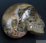 Ammonite Human Skull (Amn10)