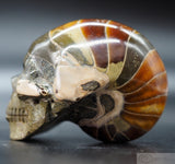 Ammonite Human Skull (Amn11)