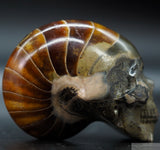 Ammonite Human Skull (Amn11)