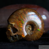 Ammonite Human Skull