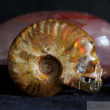 Ammonite Human Skull