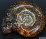 Ammonite Human Skull (Amn04)