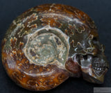 Ammonite Human Skull (Amn04)