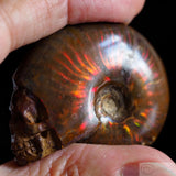Ammonite Human Skull