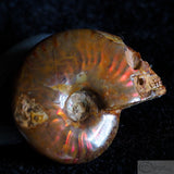 Ammonite Human Skull