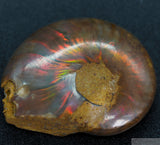 Ammonite Human Skull (Amn13)