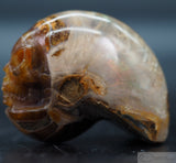 Ammonite Star Being (Amn09)