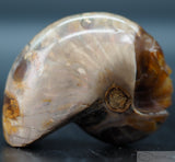 Ammonite Star Being (Amn09)