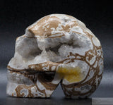 Cala Vera Human Skull (CV11)