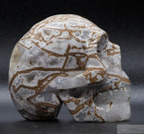 Cala Vera Human Skull (CV11)