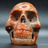 Coprolite Human Skull (Carr01)