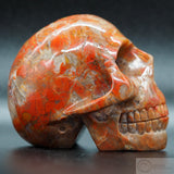 Coprolite Human Skull (Carr01)