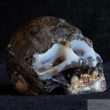 Coconut Geode Human Skull