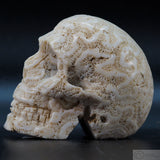 Coral Human Skull