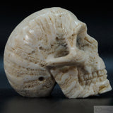 Coral Human Skull
