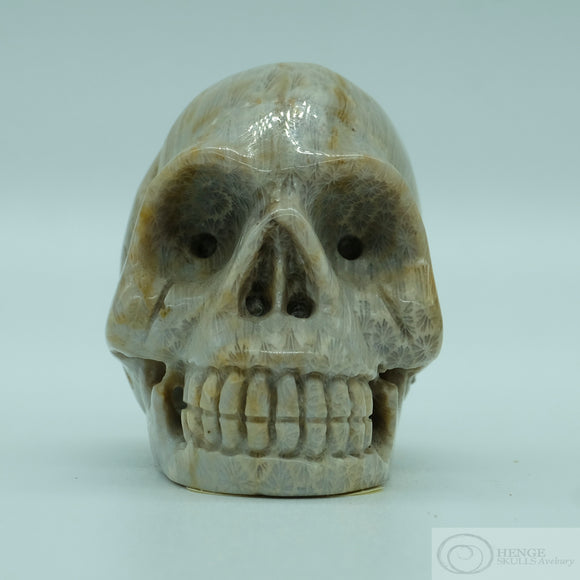 Coral Human Skull (Cor01)