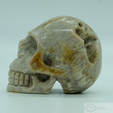 Coral Human Skull (Cor01)