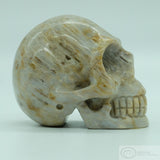 Coral Human Skull (Cor01)
