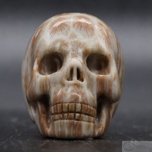 Fossil Coral Human Skull (FC04)