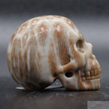 Fossil Coral Human Skull (FC04)