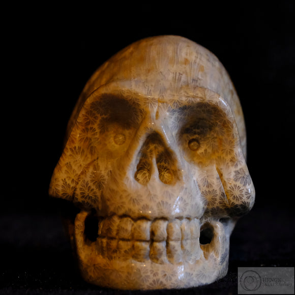 Fossilised Coral Human Skull