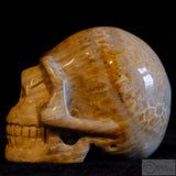 Fossilised Coral Human Skull