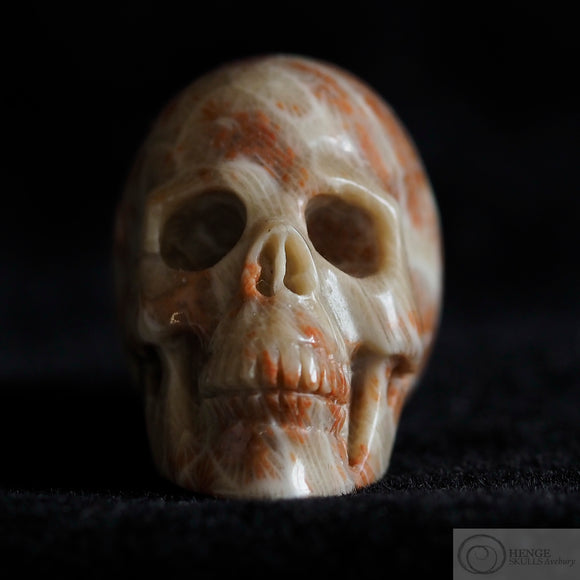 Fossilised Coral Human Skull (FC03)