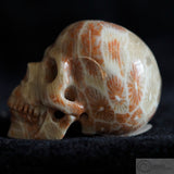 Fossilised Coral Human Skull (FC03)