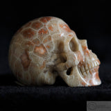 Fossilised Coral Human Skull (FC03)