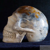 Fossilised Coral Human Skull