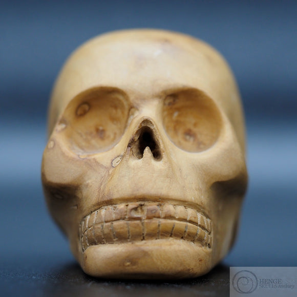 Olive Tree Wood Human Skull