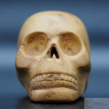 Olive Tree Wood Human Skull